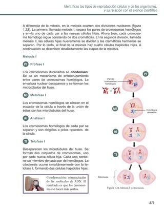 41
Identificas los tipos de reproducción celular y de los organismos,
y su relación con el avance científico
Figura 1.24. Meiosis I y citocinesis.
A diferencia de la mitosis, en la meiosis ocurren dos divisiones nucleares (figura
1.23). La primera, llamada meiosis I, separa los pares de cromosomas homólogos
y envía uno de cada par a las nuevas células hijas. Ahora bien, cada cromoso-
ma homólogo sigue constando de dos cromátidas. En la segunda división, llamada
meiosis II, las células hijas nuevamente se dividen y las cromátidas hermanas se
separan. Por lo tanto, al final de la meiosis hay cuatro células haploides hijas. A
continuación se describen detalladamente las etapas de la meiosis.
Meiosis I
Profase I
Los cromosomas duplicados se condensan.
Se da un mecanismo de entrecruzamiento
entre pares de cromosomas homólogos. La
envoltura nuclear desaparece y se forman los
microtúbulos del huso.
Metafase I
Los cromosomas homólogos se alinean en el
ecuador de la célula a través de la unión de
éstos con los microtúbulos del huso.
Anafase I
Los cromosomas homólogos de cada par se
separan y son dirigidos a polos opuestos de
la célula.
Telofase I
Desaparecen los microtúbulos del huso. Se
forman dos conjuntos de cromosomas, uno
por cada nueva célula hija. Cada uno contie-
ne un miembro de cada par de homólogos. La
citocinesis ocurre simultáneamente con la te-
lofase I, formando dos células haploides hijas.
PI
MI
AI
TI
Par de
cromosomas
homólogos
PI
Homólogos
alineados
MI
AI
TI
CitocinesisCondensación: compactación
de las moléculas de ADN. El
resultado es que los cromoso-
mas se hacen más cortos.
 