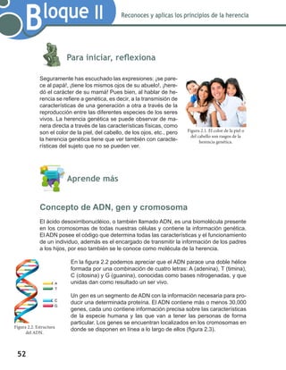 52
Bloque II Reconoces y aplicas los principios de la herencia
	
	 Para iniciar, reflexiona
Seguramente has escuchado las expresiones: ¡se pare-
ce al papá!, ¡tiene los mismos ojos de su abuelo!, ¡here-
dó el carácter de su mamá! Pues bien, al hablar de he-
rencia se refiere a genética, es decir, a la transmisión de
características de una generación a otra a través de la
reproducción entre las diferentes especies de los seres
vivos. La herencia genética se puede observar de ma-
nera directa a través de las características físicas, como
son el color de la piel, del cabello, de los ojos, etc., pero
la herencia genética tiene que ver también con caracte-
rísticas del sujeto que no se pueden ver.
	 Aprende más
Concepto de ADN, gen y cromosoma
El ácido desoxirribonucléico, o también llamado ADN, es una biomolécula presente
en los cromosomas de todas nuestras células y contiene la información genética.
El ADN posee el código que determina todas las características y el funcionamiento
de un individuo, además es el encargado de transmitir la información de los padres
a los hijos, por eso también se le conoce como molécula de la herencia.
En la figura 2.2 podemos apreciar que el ADN parace una doble hélice
formada por una combinación de cuatro letras: A (adenina), T (timina),
C (citosina) y G (guanina), conocidas como bases nitrogenadas, y que
unidas dan como resultado un ser vivo.
Un gen es un segmento de ADN con la información necesaria para pro-
ducir una determinada proteína. El ADN contiene más o menos 30,000
genes, cada uno contiene información precisa sobre las características
de la especie humana y las que van a tener las personas de forma
particular. Los genes se encuentran localizados en los cromosomas en
donde se disponen en línea a lo largo de ellos (figura 2.3).
Figura 2.1. El color de la piel o
del cabello son rasgos de la
herencia genética.
Figura 2.2. Estructura
del ADN.
 