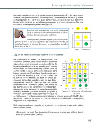 55
Reconoces y aplicas los principios de la herencia
Mendel tomó plantas procedentes de la primera generación (F1) del experimento
anterior y las polinizó entre sí, como resultado obtuvo semillas amarillas y verdes
en la proporción 3:1, por lo que pudo concluir que, aunque el alelo que determina
la coloración verde de las semillas desapareció en la primera generación filial y se
manifiesta en la segunda generación (figura 2.7).
Ley de la herencia independiente de caracteres
Hace referencia al caso en que se contemplen dos
caracteres distintos, cada uno de ellos se transmite
siguiendo las leyes anteriores con independencia de
la presencia del otro carácter. Mendel cruzó plantas
de chícharos de semilla amarilla y lisa con otras de
semilla verde y rugosa (ambos homocigotos para
los dos caracteres). El resultado de este cruzamien-
to eran todas amarillas y lisas, lo que cumple con
la primera ley de Mendel, es decir, los alelos do-
minantes para estos caracteres son los que deter-
minan el color amarillo y la forma lisa. Las plantas
obtenidas son F1 dihíbridas (AaBb). Los alelos de
los distintos genes se transmiten con independen-
cia unos de otros, ya que en la segunda generación
filial (F2) aparecen guisantes amarillos y rugosos y
otros que son verdes y lisos, combinaciones que no
se habían dado ni en la generación parental ni en la primera generación filial F1. Los
resultados obtenidos para cada uno de los caracteres considerados por separado
responden a la segunda ley.
De lo anterior podemos recopilar los siguientes conceptos que te ayudarán a iden-
tificar cada situación.
•	 Generación parental. Son los progenitores que se cruzan para obtener las si-
guientes generaciones (padres).
Figura 2.8. Ley de la herencia independiente de
caracteres.
Figura 2.7. Fenotipo 3:1.
Fenotipo: es la manifestación externa del genotipo, es
decir, la suma de los caracteres observables en un in-
dividuo. Ejemplo: amarillo, verde, liso.
Genotipo: es el conjunto de genes que contiene un or-
ganismo heredado de sus progenitores. En organismos diploides, la
mitad de los genes se heredan del padre y la otra mitad de la madre.
Ejemplo, AA, Aa, aa.
 