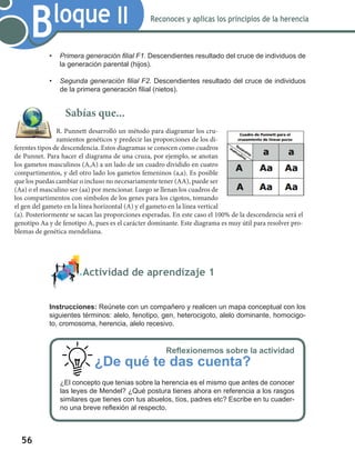 56
Bloque II Reconoces y aplicas los principios de la herencia
•	 Primera generación filial F1. Descendientes resultado del cruce de individuos de
la generación parental (hijos).
•	 Segunda generación filial F2. Descendientes resultado del cruce de individuos
de la primera generación filial (nietos).
	 Actividad de aprendizaje 1
Instrucciones: Reúnete con un compañero y realicen un mapa conceptual con los
siguientes términos: alelo, fenotipo, gen, heterocigoto, alelo dominante, homocigo-
to, cromosoma, herencia, alelo recesivo.
Sabías que...
R. Punnett desarrolló un método para diagramar los cru-
zamientos genéticos y predecir las proporciones de los di-
ferentes tipos de descendencia. Estos diagramas se conocen como cuadros
de Punnet. Para hacer el diagrama de una cruza, por ejemplo, se anotan
los gametos masculinos (A,A) a un lado de un cuadro dividido en cuatro
compartimentos, y del otro lado los gametos femeninos (a,a). Es posible
que los puedas cambiar o incluso no necesariamente tener (AA), puede ser
(Aa) o el masculino ser (aa) por mencionar. Luego se llenan los cuadros de
los compartimentos con símbolos de los genes para los cigotos, tomando
el gen del gameto en la línea horizontal (A) y el gameto en la línea vertical
(a). Posteriormente se sacan las proporciones esperadas. En este caso el 100% de la descendencia será el
genotipo Aa y de fenotipo A, pues es el carácter dominante. Este diagrama es muy útil para resolver pro-
blemas de genética mendeliana.
Reflexionemos sobre la actividad
¿De qué te das cuenta?
¿El concepto que tenias sobre la herencia es el mismo que antes de conocer
las leyes de Mendel? ¿Qué postura tienes ahora en referencia a los rasgos
similares que tienes con tus abuelos, tíos, padres etc? Escribe en tu cuader-
no una breve reflexión al respecto.
 