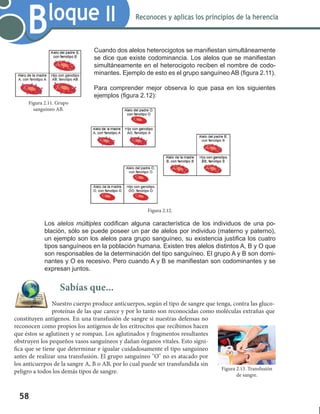 58
Bloque II Reconoces y aplicas los principios de la herencia
Cuando dos alelos heterocigotos se manifiestan simultáneamente
se dice que existe codominancia. Los alelos que se manifiestan
simultáneamente en el heterocigoto reciben el nombre de codo-
minantes. Ejemplo de esto es el grupo sanguíneo AB (figura 2.11).
Para comprender mejor observa lo que pasa en los siguientes
ejemplos (figura 2.12):
Los alelos múltiples codifican alguna característica de los individuos de una po-
blación, sólo se puede poseer un par de alelos por individuo (materno y paterno),
un ejemplo son los alelos para grupo sanguíneo, su existencia justifica los cuatro
tipos sanguíneos en la población humana. Existen tres alelos distintos A, B y O que
son responsables de la determinación del tipo sanguíneo. El grupo A y B son domi-
nantes y O es recesivo. Pero cuando A y B se manifiestan son codominantes y se
expresan juntos.
Sabías que...
Nuestro cuerpo produce anticuerpos, según el tipo de sangre que tenga, contra las gluco-
proteínas de las que carece y por lo tanto son reconocidas como moléculas extrañas que
constituyen antígenos. En una transfusión de sangre si nuestras defensas no
reconocen como propios los antígenos de los eritrocitos que recibimos hacen
que éstos se aglutinen y se rompan. Los aglutinados y fragmentos resultantes
obstruyen los pequeños vasos sanguíneos y dañan órganos vitales. Esto signi-
fica que se tiene que determinar e igualar cuidadosamente el tipo sanguíneo
antes de realizar una transfusión. El grupo sanguíneo "O" no es atacado por
los anticuerpos de la sangre A, B o AB, por lo cual puede ser transfundida sin
peligro a todos los demás tipos de sangre.
Figura 2.12.
Figura 2.11. Grupo
sanguíneo AB.
Figura 2.13. Transfusión
de sangre.
 