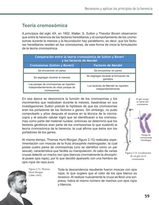 59
Reconoces y aplicas los principios de la herencia
Teoría cromosómica
A principios del siglo XX, en 1902, Walter. S. Sutton y Theodor Boveri observaron
que entre la herencia de los factores hereditarios y el comportamiento de los cromo-
somas durante la meiosis y la fecundación hay paralelismo; es decir, que los facto-
res hereditarios residen en los cromosomas, de esta forma de inicia la formulación
de la teoría cromosómica.
Comparación entre la teoría cromosómica de Sutton y Boveri
y los factores de Mendel
Cromosomas (Sutton y Boveri) Factores de Mendel
Se encuentran en pares Se encuentran en pares
Se segregan durante la meiosis
Se segregan durante la formación de
gametos
Las parejas de cromosomas se reparten
independientemente de otras parejas de
cromosomas
Los factores de Mendel se reparten
independientemente
En esa época se desconocía la función de los cromosomas y los
movimientos que realizaban durante la meiosis, basándose en sus
investigaciones Sutton postuló la hipótesis de que los cromosomas
eran los portadores de los factores o genes. Sin embargo, no pudo
comprobarlo y años después el avance en la técnica de la micros-
copía y el estudio celular logró que se identificaran a los cromoso-
mas como parte del material nuclear, entonces se determinó que los
factores genéticos eran parte de los cromosomas lo que sustentó la
teoría cromosómica de la herencia, la cual afirma que éstos son los
portadores de los genes.
Al mismo tiempo, Thomas Hunt Morgan (figura 2.15) realizaba expe-
rimentación con moscas de la fruta drosophila melanogaster, la cual
posee cuatro pares de cromosomas (uno se identificó como un par
sexual), característica que facilita su manipulación. Al cabo de varias
cruzas detectó un macho con ojos blancos (normalmente la drosophi-
la posee ojos rojos), por lo que decidió aparearlo con una hembra de
ojos rojos de raza pura.
Toda la descendencia resultante fueron moscas con ojos
rojos, lo que sugiere que el color de los ojos blanco es
recesivo. Al realizar nuevamente la cruza se llevó una sor-
presa, había el mismo número de machos con ojos rojos
y blancos.
Figura 2.14. Localización
de un gen en el
cromosoma.
Gen
El gen ocupa
un sector del
cromosoma
Pareja de
cromosomas
homólogos
Figura 2.15. Thomas
Hunt Morgan
(1866-1945).
 