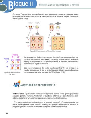 60
Bloque II Reconoces y aplicas los principios de la herencia
Con esto, Thomas Hunt Morgan formuló una hipótesis de que el gen del color de los
ojos debe estar en el cromosoma X y el cromosoma Y no tiene un gen correspon-
diente (figura 2.16).
La observación de los cromosomas demostró que se encuentran por
pares (cromosomas homólogos), pero hay un par que no es homó-
logo y es el par sexual, lo que implica que el sexo no se determina
conforme las leyes de Mendel.
Los espermatozoides del padre pueden ser X o Y, y los óvulos de la
madre siempre son X, por lo tanto, la proporción en cuanto al sexo en
cada generación será siempre de 50% (figura 2.17).
	 Actividad de aprendizaje 2
Instrucciones (1): Realicen en equipo la siguiente lectura sobre genes gigantes y
proyecto genoma humano. Anoten en su cuaderno o libreta qué características con-
sideran debe tener un organismo para servir como modelo biológico.
¿Con qué propósito se ha investigado el genoma humano? ¿Cómo creen que im-
pacte en las generaciones futuras? Investiguen qué problemas éticos enfrenta el
proyecto genoma humano. Al finalizar comparte con tus compañeros.
Figura 2.16. Experimento de Thomas Hunt Morgan.
Figura 2.17. Determinación
del sexo.
 