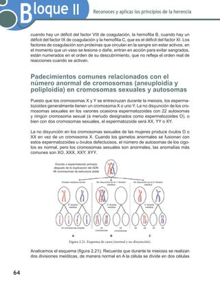 64
Bloque II Reconoces y aplicas los principios de la herencia
cuando hay un déficit del factor VIII de coagulación, la hemofilia B, cuando hay un
déficit del factor IX de coagulación y la hemofilia C, que es el déficit del factor XI. Los
factores de coagulación son proteínas que circulan en la sangre sin estar activos, en
el momento que un vaso se lesione o dañe, entran en acción para evitar sangrados,
están numerados en el orden de su descubrimiento, que no refleja el orden real de
reacciones cuando se activan.
Padecimientos comunes relacionados con el
número anormal de cromosomas (aneuploidía y
poliploidía) en cromosomas sexuales y autosomas
Puesto que los cromosomas X y Y se entrecruzan durante la meiosis, los esperma-
tozoides generalmente tienen un cromosoma X o uno Y. La no disyunción de los cro-
mosomas sexuales en los varones ocasiona espermatozoides con 22 autosomas
y ningún cromosoma sexual (a menudo designados como espermatozoides O), o
bien con dos cromosomas sexuales, el espermatozoide será XX, YY o XY.
La no disyunción en los cromosomas sexuales de las mujeres produce óvulos O o
XX en vez de un cromosoma X. Cuando los gametos anormales se fusionan con
estos espermatozoides u óvulos defectuosos, el número de autosomas de los cigo-
tos es normal, pero los cromosomas sexuales son anormales, las anomalías más
comunes son XO, XXX, XXY, XYY.
Analicemos el esquema (figura 2.21). Recuerda que durante la mieiosis se realizan
dos divisiones meióticas, de manera normal en A la célula se divide en dos células
Figura 2.21. Esquema de casos (normal y no disyunción).
Ovocito o espermatocito primario
después de la duplicación del ADN
46 cromosomas de estructura doble
División meiótica normal No disyunción en la 1a
división
meiótica
No disyunción en la 2a
división
meiótica
2a
división
meiótica
2a
división
meiótica
2a
división
meiótica
23 cromosomas simples 2224
cromosomas
22
cromosomas
24 22 24
A B C
 