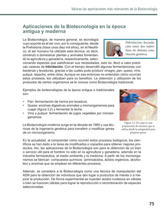 Valoras las aportaciones más relevantes de la Biotecnología
75
Aplicaciones de la Biotecnología en la época
antigua y moderna
La Biotecnología, de manera general, es tecnología
cuyo soporte es el ser vivo; por lo consiguiente, desde
la Prehistoria (hace unos diez mil años), en el Neolíti-
co, el ser humano ha utilizado esta técnica, es decir,
comenzó a domesticar plantas y animales fomentan-
do la agricultura y ganadería, respectivamente, selec-
cionando especies que satisficieran sus necesidades, esto es, llevó a cabo prácti-
cas caseras de hibridación. Con el tiempo desarrolló algunas fermentaciones con
bacterias y levaduras, gracias a las cuales pudo producir vinagre, pan, queso, vino,
pulque, tepache, entre otras. Aunque en ese entonces no entendían cómo ocurrían
estos procesos, los utilizaban para su beneficio. La obtención y utilización de los
productos de ciertos organismos se le conoce como Biotecnología tradicional.
Ejemplos de biotecnologías de la época antigua o tradicionales
son:
•	 Pan: fermentación de harina por levadura.
•	 Queso: enzimas digestivas animales y microorganismos para
cuajar (figura 3.2) y fermentar la leche.
•	 Vino y pulque: fermentación de jugos vegetales por microor-
ganismos.
La Biotecnología moderna surge en la década de 1980 y usa téc-
nicas de la ingeniería genética para transferir o modificar genes
de un microorganismo.
En la actualidad, al comprender cómo ocurren estos procesos biológicos, los cien-
tíficos se han dado a la tarea de modificarlos o copiarlos para obtener mejores pro-
ductos. Así, las aplicaciones de la Biotecnología son para la obtención de un bien
o servicio útil para el hombre no sólo en la agricultura y ganadería, además en la
industria farmacéutica, el medio ambiente y la medicina. A partir de los microorga-
nismos se fabrican compuestos químicos (aminoácidos, ácidos orgánicos, alcoho-
les) y enzimas que se emplean en diferentes procesos.
Además, se considera a la Biotecnología como una técnica de manipulación del
ADN para la obtención de individuos que den lugar a productos de interés o a me-
jorar la producción. De forma experimental se inyectan ácidos nucleicos en células
o bien se fusionan células para lograr la reproducción o recombinación de especies
seleccionadas.
Hibridación: fecunda-
ción entre dos indivi-
duos de distinta cons-
titución genética.
Figura 3.2. El cuajo es una
preparación de enzimas que se
utiliza desde la antigüedad para
preparar queso.
 
