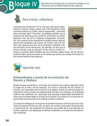 88
Bloque IV Describes los principios de la evolución biológica y los
relacionas con la biodiversidad de las especies
	
	 Para iniciar, reflexiona
¿Conoces los avestruces? Es un ave que mide aproximada-
mente 2.5 metros y llega a pesar unos 136 kilogramos. Estas
enormes criaturas no vuelan, pero te preguntarás, ¿entonces
para qué tienen alas? Pues bien, los biólogos plantean que la
presencia de estructuras que no tienen una función en ciertas
especies vivas fue útil en especies antepasadas comunes.
Así, los cuerpos de los organismos actuales poseen algunas
estructuras heredadas que carecen de función, pero por otro
lado, hay especies que aún con la evolución mantienen cier-
tas funciones de las estructuras, por ejemplo, se dice que el
primer primate y que es ancestro de los monos y de los hu-
manos, y poseían dedos flexibles que les permitían sujetar cosas. De tal manera,
podemos decir que la evolución es el cambio que ocurre con el paso del tiempo en
las características de las especies.
	 Aprende más
Antecedentes y teoría de la evolución de
Darwin y Wallace
Desde tiempos ancestrales y a lo largo de la historia han surgido preguntas sobre
el origen de la vida y de las especies, así como la evolución de las mismas; al
principio, las respuestas fueron en torno a la religión, donde se creía que todos los
organismos fueron creados simultáneamente por Dios; sin embargo, en la Biología
moderna los científicos han rechazado este principio fundamental basándose en
ideas que han desarrollado a lo largo de la historia. En la figura 4.2 se exponen al-
gunas ideas del desarrollo de la biología evolutiva moderna.
La evolución biológica es el conjunto de transformaciones continuas que han origi-
nado las diversas formas de vida, es decir, los cambios producidos de generación
en generación en una población de individuos que puede llevar a la aparición de
nuevas especies, a la adaptación a distintos ambientes o a la aparición de diferen-
cias evolutivas.
Figura 4.1. Avestruz.
 