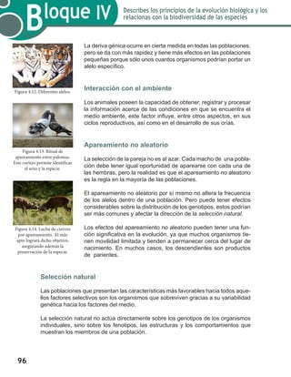 96
Bloque IV Describes los principios de la evolución biológica y los
relacionas con la biodiversidad de las especies
La deriva génica ocurre en cierta medida en todas las poblaciones,
pero se da con más rapidez y tiene más efectos en las poblaciones
pequeñas porque sólo unos cuantos organismos podrían portar un
alelo específico.
	
Interacción con el ambiente
Los animales poseen la capacidad de obtener, registrar y procesar
la información acerca de las condiciones en que se encuentra el
medio ambiente, este factor influye, entre otros aspectos, en sus
ciclos reproductivos, así como en el desarrollo de sus crías.
Apareamiento no aleatorio
La selección de la pareja no es al azar. Cada macho de una pobla-
ción debe tener igual oportunidad de aparearse con cada una de
las hembras, pero la realidad es que el apareamiento no aleatorio
es la regla en la mayoría de las poblaciones.
El apareamiento no aleatorio por sí mismo no altera la frecuencia
de los alelos dentro de una población. Pero puede tener efectos
considerables sobre la distribución de los genotipos, estos podrían
ser más comunes y afectar la dirección de la selección natural.
Los efectos del apareamiento no aleatorio pueden tener una fun-
ción significativa en la evolución, ya que muchos organismos tie-
nen movilidad limitada y tienden a permanecer cerca del lugar de
nacimiento. En muchos casos, los descendientes son productos
de parientes.
	
Selección natural
Las poblaciones que presentan las características más favorables hacia todos aque-
llos factores selectivos son los organismos que sobreviven gracias a su variabilidad
genética hacia los factores del medio.
La selección natural no actúa directamente sobre los genotipos de los organismos
individuales, sino sobre los fenotipos, las estructuras y los comportamientos que
muestran los miembros de una población.
Figura 4.13. Ritual de
apareamiento entre palomas.
Este cortejo permite identificar
el sexo y la especie.
Figura 4.14. Lucha de ciervos
por apareamiento. El más
apto logrará dicho objetivo,
asegurando además la
preservación de la especie.
Figura 4.12. Diferentes alelos.
 