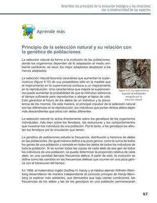97
Describes los principios de la evolución biológica y los relacionas
con la biodiversidad de las especies
	 Aprende más
Principio de la selección natural y su relación con
la genética de poblaciones
La selección natural da forma a la evolución de las poblaciones,
donde los organismos dependen de la adaptación al medio am-
biente cambiante; es decir, los mejor adaptados desplazan a los
menos adaptados.
La selección natural favorece caracteres que aumentan la super-
vivencia (figura 4.15) de sus poseedores sólo en la medida que
el mejoramiento en la supervivencia conduce a un mejoramiento
en la reproducción. Una característica que mejore la superviven-
cia puede aumentar la probabilidad de que el individuo sobreviva
el tiempo suficiente para reproducirse o alargar el lapso de vida.
Esto garantiza el futuro de los alelos de un individuo y la preva-
lencia de los mismos. De esta manera, el principal impulsor de la selección natural
son las diferencias en la reproducción, los individuos que portan dichos alelos dejan
más descendientes que otros con alelos diferentes.
La selección natural no actúa directamente sobre los genotipos de los organismos
individuales, más bien sobre los fenotipos, las estructuras y los comportamientos
que muestran los individuos de una población. Por lo tanto, a los genotipos los afec-
tan los fenotipos por la vinculación que tienen.
La genética de poblaciones estudia la frecuencia, distribución y herencia de alelos
en las poblaciones. De igual manera define a la poza génica como la suma de todos
los genes de una población y consiste en todos los alelos de todos los individuos de
toda la población. Si se suman todas las copias de cada alelo de ese gen de todos
los individuos de una población, se puede determinar la proporción relativa de cada
alelo, en una cantidad llamada frecuencia alélica. A partir de esto, la evolución se
define como los cambios en las frecuencias alélicas que ocurren en una poza géni-
ca con el transcurso del tiempo.
En 1908, el matemático inglés Godfrey H. Hardy y el médico alemán Wilhelm Wein-
berg desarrollaron de manera independiente el conocido principio de Hardy-Wein-
berg (a explicar más adelante), que demuestra que bajo ciertas condiciones, las
frecuencias de los alelos y las de los genotipos en una población permanecerán
Figura 4.15. La supervivencia
depende de habilidades
otorgadas por la
selección natural.
 