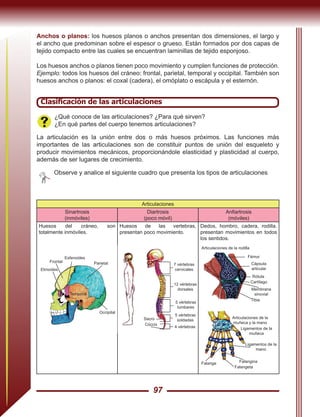 97
Anchos o planos: los huesos planos o anchos presentan dos dimensiones, el largo y
el ancho que predominan sobre el espesor o grueso. Están formados por dos capas de
tejido compacto entre las cuales se encuentran laminillas de tejido esponjoso.
Los huesos anchos o planos tienen poco movimiento y cumplen funciones de protección.
Ejemplo: todos los huesos del cráneo: frontal, parietal, temporal y occipital. También son
huesos anchos o planos: el coxal (cadera), el omóplato o escápula y el esternón.
Clasificación de las articulaciones
¿Qué conoce de las articulaciones? ¿Para qué sirven?
¿En qué partes del cuerpo tenemos articulaciones?
La articulación es la unión entre dos o más huesos próximos. Las funciones más
importantes de las articulaciones son de constituir puntos de unión del esqueleto y
producir movimientos mecánicos, proporcionándole elasticidad y plasticidad al cuerpo,
además de ser lugares de crecimiento.
Observe y analice el siguiente cuadro que presenta los tipos de articulaciones
Articulaciones
Sinartrosis
(inmóviles)
Diartrosis
(poco móvil)
Anfiartrosis
(móviles)
Huesos del cráneo, son
totalmente inmóviles.
Huesos de las vertebras,
presentan poco movimiento.
Dedos, hombro, cadera, rodilla.
presentan movimientos en todos
los sentidos.
Parietal
Occipital
Etmoides
Esfenoides
Frontal
Temporal
Fémur
Cápsula
articular
Rótula
Cartílago
Membrana
sinovial
Tibia
Articulaciones de la rodilla
Ligamentos de la
muñeca
Ligamentos de la
mano
Articulaciones de la
muñeca y la mano
7 vértebras
cervicales
12 vértebras
dorsales
5 vértebras
lumbares
Sacro
Cóccix
5 vértebras
soldadas
4 vértebras
Falange
Falangeta
Falangina
 
