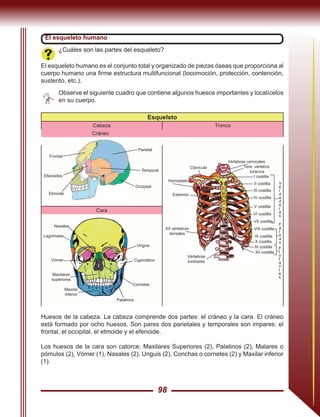 98
¿Cuáles son las partes del esqueleto?
El esqueleto humano es el conjunto total y organizado de piezas óseas que proporciona al
cuerpo humano una firme estructura multifuncional (locomoción, protección, contención,
sustento, etc.).
Observe el siguiente cuadro que contiene algunos huesos importantes y localícelos
en su cuerpo.
Esqueleto
Cabeza Tronco
Cráneo
Cigomático
Maxilar
inferior
Maxilares
superiores
Lagrimales
Nasales
Vértebras cervicales
1era. vértebra
torácica
I cos‌tilla
II costilla
III costilla
IV costilla
V costilla
VI costilla
VII costilla
VIII costilla
IX costilla
X costilla
XI costilla
XII costilla
Clavícula
Homoplato
Estemón
XII vértebras
dorsales
Vértebras
lumbares
El esqueleto humano
Occipital
Temporal
Frontal
Efenoides
Etmoide
Parietal
Cara
Cornetes
Vómer
Palatinos
Unguis
V
e
r
d
a
d
e
r
a
s
F
a
l
s
a
s
F
l
o
t
a
n
t
e
s
Huesos de la cabeza. La cabeza comprende dos partes: el cráneo y la cara. El cráneo
está formado por ocho huesos. Son pares dos parietales y temporales son impares: el
frontal, el occipital, el etmoide y el efenoide.
Los huesos de la cara son catorce: Maxilares Superiores (2), Palatinos (2), Malares o
pómulos (2), Vómer (1), Nasales (2), Unguis (2), Conchas o cornetes (2) y Maxilar inferior
(1).
 