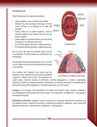 106
En el centro del velo del paladar está la úvula
o campanilla. A ambos lados se encuentran las
amígdalas.
La cavidad bucal está tapizada por una mucosa
y en el interior de la boca se encuentra la lengua
y los dientes.
Los dientes son órganos muy duros que se
insertan en los alvéolos de los huesos maxilares
superior e inferior de la cara. Se clasifican en
cuatro tipos: incisivos (cortan el alimento), caninos (desgarran y cortan), premolares
(trituran y muelen) y molares (muelen el alimento). Su función es reducir el tamaño de los
alimentos para poder deglutirlos y también participan en la fonación.
Lengua: es un órgano móvil situado en el interior de la boca, impar, medio y simétrico,
que desempeña importantes funciones como: la masticación, la deglución, el lenguaje y
el sentido del gusto.
Glándulas salivares: segregan saliva; la saliva es un líquido ligeramente alcalino que
humedece la boca, ablanda la comida y contribuye a realizar la digestión. Hay 3 pares de
glándulas salivares: submaxilares, parótidas y sublinguales.
Cavidad bucal
Está limitada por las siguientes partes:
•	 Hacia delante, se encuentran los labios
•	 Detrás, hay otra cavidad: la faringe, el límite
entre la boca y la faringe es el velo del
paladar.
•	 Hacia arriba en la parte superior está la
bóveda palatina que separa la boca de las
fosas nasales.
•	 Hacia abajo en la parte inferior se encuentra
la lengua y un tabique muscular
•	 En la parte lateral derecha: mejilla derecha
•	 En la parte lateral izquierda: mejilla izquierda.
Cavidad bucal
Amigdala
Lengua
Úvula
Paladar blando
Incisivos
Los dientes son órganos muy duros
3 molares
2 premolares
1 canino 2 incisivos
 