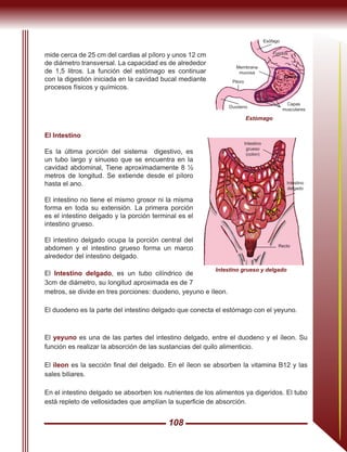108
mide cerca de 25 cm del cardias al píloro y unos 12 cm
de diámetro transversal. La capacidad es de alrededor
de 1,5 litros. La función del estómago es continuar
con la digestión iniciada en la cavidad bucal mediante
procesos físicos y químicos.
El Intestino
Es la última porción del sistema digestivo, es
un tubo largo y sinuoso que se encuentra en la
cavidad abdominal, Tiene aproximadamente 8 ½
metros de longitud. Se extiende desde el píloro
hasta el ano.
El intestino no tiene el mismo grosor ni la misma
forma en toda su extensión. La primera porción
es el intestino delgado y la porción terminal es el
intestino grueso.
El intestino delgado ocupa la porción central del
abdomen y el intestino grueso forma un marco
alrededor del intestino delgado.
El Intestino delgado, es un tubo cilíndrico de
3cm de diámetro, su longitud aproximada es de 7
metros, se divide en tres porciones: duodeno, yeyuno e íleon.
El duodeno es la parte del intestino delgado que conecta el estómago con el yeyuno.
El yeyuno es una de las partes del intestino delgado, entre el duodeno y el íleon. Su
función es realizar la absorción de las sustancias del quilo alimenticio.
El íleon es la sección final del delgado. En el íleon se absorben la vitamina B12 y las
sales biliares.
En el intestino delgado se absorben los nutrientes de los alimentos ya digeridos. El tubo
está repleto de vellosidades que amplían la superficie de absorción.
Estómago
Esófago
Fundus
Cuerpo
Membrana
mucosa
Capas
musculares
Piloro
Duodeno
Intestino
grueso
(colon)
Intestino
delgado
Recto
Intestino grueso y delgado
 