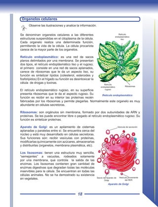 18
Observe las ilustraciones y analice la información.
Se denominan organelos celulares a las diferentes
estructuras suspendidas en el citoplasma de la célula.
Cada organelo realiza una determinada función,
permitiendo la vida de la célula. La célula procariota
carece de la mayor parte de los organelos.
Retículo endoplasmático: es una red de sacos
planos delimitados por una membrana. Se presentan
dos tipos, el retículo endoplásmático liso y el rugoso,
el primero consiste en una red de sacos aplanados,
carece de ribosomas que le da un aspecto liso, su
función es sintetizar lípidos (colesterol, esteroides y
fosfolípidos) En el hígado su función es desintoxicar la
célula de drogas y toxinas.
El retículo endoplasmático rugoso, en su superficie
presenta ribosomas que le da el aspecto rugoso. Su
función es recibir en su interior las proteínas recién
fabricadas por los ribosomas y permite plegarlas. Normalmente este organelo es muy
abundante en células secretoras.
Ribosomas: son orgánulos sin membrana, formado por dos subunidades de ARN y
proteínas. Se les puede encontrar libre o pegado al retículo endoplasmático rugoso: Su
función es sintetizar proteínas.
Aparato de Golgi: es un apilamiento de cisternas
aplanadas y paralelas entre sí. Se encuentra cerca del
núcleo y está muy desarrollado en células secretoras.
Sus funciones son: recibir vesículas con proteínas,
modificarlas químicamente con azúcares, almacenarlas
y distribuirlas (organelos, membrana plasmática, etc).
Los lisosomas: tienen una estructura muy sencilla,
“semejantes” a vacuolas, rodeados solamente
por una membrana, que controla la salida de las
enzimas. Los lisosomas contienen gran cantidad de
enzimas digestivas que degradan todas las moléculas
inservibles para la célula. Se encuentran en todas las
células animales. No se ha demostrado su existencia
en vegetales.
Organelos celulares
Retículo endoplasmático
Retículo
endoplasmático
rugoso
Ribosomas
Retículo
endoplasmático
liso
Aparato de Golgi
Vesícula de secreción
Sacos del Aparato de
Golgi
Vesícula proveniente
del RER
 