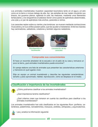49
Los animales invertebrados muestran capacidad locomotora tanto en el agua y el aire
como en la tierra o incluso debajo de ella. Así, las estrellas de mar nadan moviendo sus
brazos, los gusanos planos, agitando la cola; las medusas, mediante unos filamentos
tentaculares; y los langostinos-crustáceos tienen cinco pares de apéndices abdominales,
una cola y un par de apéndices más anchos, parecidos a remos.
Los caracoles reptan sobre su vientre y las lombrices se mueven mediante contracciones
musculares y en sus anillos poseen pelos, que las ayudan a trasladarse. Entre los insectos
hay caminadores, saltadores, voladores y también algunos nadadores.
Compruebe sus conocimientos
Si hace un recorrido alrededor de la escuela o en el patio de su casa y remueve un
poco la tierra ¿qué animales invertebrados puede encontrar?
En pareja elabore una lista de animales que presenten las características anteriores
y mencione en qué lugares viven.
Elija en equipo un animal invertebrado y describa las siguientes características:
tamaño y peso aproximado, hábitat, reproducción, cómo se desplaza en el medio.
Escolopendra en
locomoción
Locomoción de los
caracoles
Los animales invertebrados han sido clasificados en los siguientes filum: poríferos, ce-
lentéreos, platelmintos, nematelmintos, moluscos, anélidos, artrópodos, y equinodermos.
Clasificación e importancia de los invertebrados
¿Cómo podríamos clasificar a los animales invertebrados?
¿Qué importancia tendría clasificarlos?
¿Qué criterios creen que tomaron en cuenta los científicos para clasificar a los
animales invertebrados?
Lea y analice la información siguiente:
 