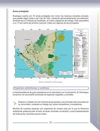 82
La biodiversidad es de gran importancia en la naturaleza y en la economía. En Nicaragua
contamos con abundante diversidad de especies vegetales y animales.
Elabore un listado con los nombres de las plantas y los animales más conocidos en
su comunidad, comparta su trabajo con varios compañeros y compañeras.
Especies autóctonas y exóticas
Áreas protegidas
Nicaragua cuenta con 72 áreas protegidas (sin incluir las reservas silvestres privadas
que pueden llegar hasta a ser más de 100), cubriendo aproximadamente una extensión
territorial de 2.2 millones de hectáreas, en nueve categorías de manejo. Esto equivaldría
a un 17 por ciento de territorio nacional. Estas son algunas de las principales:
Áreas protegidas de Nicaragua
Muchas de nuestras especies son originarias de nuestro país por lo que le llamamos
autóctonas, podemos citar: el maíz, el cacao, el tomate, el marañón y como representantes
de la fauna los conocidos perros indios.
 