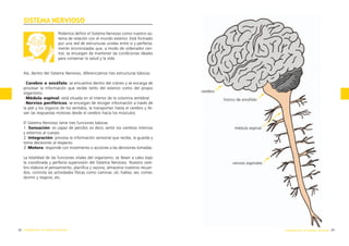 SISTEMA NERVIOSO
Podemos definir el Sistema Nervioso como nuestro sistema de relación con el mundo exterior. Está formado
por una red de estructuras unidas entre sí y perfectamente sincronizadas que, a modo de ordenador central, se encargan de mantener las condiciones ideales
para conservar la salud y la vida.

Así, dentro del Sistema Nervioso, diferenciamos tres estructuras básicas:
·Cerebro o encéfalo: se encuentra dentro del cráneo y se encarga de
procesar la información que recibe tanto del exterior como del propio
organismo.
·Médula espinal: está situada en el interior de la columna vertebral.
·Nervios periféricos: se encargan de recoger información a través de
la piel y los órganos de los sentidos, la transportan hasta el cerebro y llevan las respuestas motoras desde el cerebro hacia los músculos.
El Sistema Nervioso tiene tres funciones básicas:
1. Sensación: es capaz de percibir, es decir, sentir los cambios internos
y externos al cuerpo.
2. Integración: procesa la información sensorial que recibe, la guarda y
toma decisiones al respecto.
3. Motora: responde con movimiento o acciones a las decisiones tomadas.
La totalidad de las funciones vitales del organismo, se llevan a cabo bajo
la coordinada y perfecta supervisión del Sistema Nervioso. Nuestro cerebro elabora el pensamiento, planifica y razona, almacena nuestros recuerdos, controla las actividades físicas como caminar, oír, hablar, ver, comer,
dormir y respirar, etc.

22 introducción al sistema nervioso

cerebro
tronco de encéfalo

médula espinal

nervios espinales

introducción al sistema nervioso 23

 