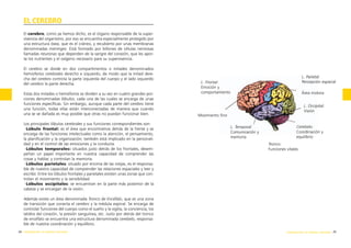 EL CEREBRO
El cerebro, como ya hemos dicho, es el órgano responsable de la supervivencia del organismo, por eso se encuentra especialmente protegido por
una estructura ósea, que es el cráneo, y recubierto por unas membranas
denominadas meninges. Está formado por billones de células nerviosas
llamadas neuronas que dependen de la sangre del corazón, que les aporta los nutrientes y el oxígeno necesario para su supervivencia.
El cerebro se divide en dos compartimentos o mitades denominados
hemisferios cerebrales derecho e izquierdo, de modo que la mitad derecha del cerebro controla la parte izquierda del cuerpo y el lado izquierdo
del cerebro la parte derecha.
Estas dos mitades o hemisferios se dividen a su vez en cuatro grandes porciones denominadas lóbulos, cada una de las cuales se encarga de unas
funciones específicas. Sin embargo, aunque cada parte del cerebro tiene
una función, todas ellas están interconectadas de manera que cuando
una se ve dañada es muy posible que otras no puedan funcionar bien.
Los principales lóbulos cerebrales y sus funciones correspondientes son:
·Lóbulo frontal: es el área que encontramos detrás de la frente y se
encarga de las funciones intelectuales como la atención, el pensamiento,
la planificación y la organización; también está implicado en la personalidad y en el control de las emociones y la conducta.
·Lóbulos temporales: situados justo detrás de los frontales, desempeñan un papel importante en nuestra capacidad de comprender las
cosas y hablar, y controlan la memoria.
·Lóbulos parietales: situado por encima de las orejas, es el responsable de nuestra capacidad de comprender las relaciones espaciales y leer y
escribir. Entre los lóbulos frontales y parietales existen unas zonas que controlan el movimiento y la sensibilidad.
·Lóbulos occipitales: se encuentran en la parte más posterior de la
cabeza y se encargan de la visión.

L. Parietal:
Percepción espacial

L. Frontal:
Emoción y
comportamiento

Área motora
L. Occipital:
Visión

Movimiento fino
L. Temporal:
Comunicación y
memoria

Cerebelo:
Coordinación y
equilibrio
Tronco:
Funciones vitales

Además existe un área denominada Tronco de Encéfalo, que es una zona
de transición que conecta el cerebro y la médula espinal. Se encarga de
controlar funciones del cuerpo como el sueño y la vigilia, la conciencia, los
latidos del corazón, la presión sanguínea, etc. Justo por detrás del tronco
de encéfalo se encuentra una estructura denominada cerebelo, responsable de nuestra coordinación y equilibrio.
24 introducción al sistema nervioso

introducción al sistema nervioso 25

 
