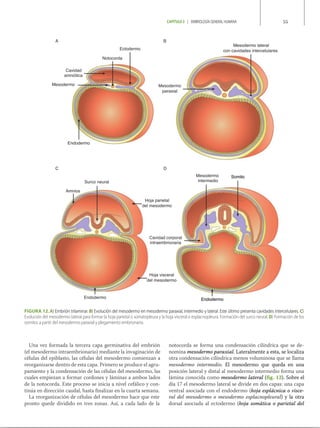 Libro de Histología, embriología e ingeniería tisular bucodental..pdf