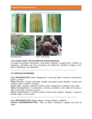 HONGOS FITOPATOGENOS
Pústulas de royas
Marchitamiento Frutos momificados
1.5 CLASIFICACION DE LOS HONGOS FITOPATOGENOS
Los hongos que producen enfermedades en las plantas constituyen un grupo diverso y debido a su
abundancia y diversidad, aquí solo se presentaran una clasificación superficial de algunos de los
géneros fitopatógenos más importantes.
________________________________________________________________________
1.5.1 HONGOS INFERIORES
Clase: MYXOMYCETES (mohos mucilaginosos). Carecen de micelio. Su forma es un plasmodio
amorfo y desnudo.
Orden: Physarales. Forman un plasmodio saprofito que produce cuerpos fructíferos costrosos que
contienen esporas. Producen zoosporas.
Genero: fuligo, mucílago y physarum producen mohos mucilaginosos en plantas de poca altura.
Orden: Plasmodiophorales. Los plasmodios se forman en el interior de las células de las raíces y
tallos de las plantas. Producen zoosporas.
Géneros: Plasmodiophora. P. brassicae produce la hernia de las crucíferas. Polymyxa. P. graminis
parasita al trigo y a otros cereales.
_________________________________________________________________________
Clase: PHYCOMYCETES (hongos algaceos); hongos inferiores verdaderos.
Subclase: CHYTRIDIOMYCETES.- Tiene un micelio redondeado o alargado que carece de
septos.
 