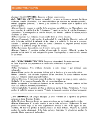 HONGOS FITOPATOGENOS
Subclase: EUASCOMYCETES. Las ascas se forman en ascocarpos.
Serie: PYRENOMYCETES (hongos periteciales). Las ascas se forman en cuerpos fructíferos
totalmente cerrados (cleistotecios) o en cuerpos fructíferos que presentan una abertura (peritecios).
Orden: Erysiphales (cenicillas). El micelio y los cleistotecios se forman sobre la superficie de la
planta hospedera.
Géneros: Erysiphe produce la cenicilla de las gramíneas, cucurbitáceas, etc. Microsphaera; una
especie produce la cenicilla de la lila. Podosphaera. P. leucotricha produce la cenicilla del manzano.
Sphaerotheca. S. pañosa produce la cenicilla del rosal y del durazno. Unicinula. U. necator produce
la cenicilla de la vid.
Orden: Sphaeriales. Los peritecios poseen paredes firmes y colores obscuros.
Géneros: Ceratocystis. C. ulmi produce la enfermedad del olmo holandés. Diaporthe produce el
tizón de la vaina del fríjol, la melanosis de los cítricos y la pudrición del fruto de la berenjena.
Endothia. E. parasitica produce el tizón del castaño. Glomerella. G. cingulata produce muchas
antracnosis y la pudrición amarga del manzano.
Orden: Hypocreales. Los peritecios son de colores claros, rojos o azules.
Géneros: Claviceps. C. purpúrea produce el cornezuelo del centeno. Gibberella ocasiona la
pudrición del pie o tallo del maíz y de pequeños granos. Nectria produce el cáncer del tallo y ramas
de los árboles.
_________________________________________________________________________
Serie: PSEUDOSPHAEROMYCETES (hongos ascostromaticos). Presentan estromas
en forma de peritecio que presentan ascas en cavidades separadas o en grandes
cavidades.
Orden: Myriangiales. Con cavidades dispuestas a varios niveles y que contienen ascas
individuales.
Genero: Elsinoe produce las antracnosis de la vid y de la frambuesa y la saran de los cítricos.
Orden: Dothideales. Con cavidades dispuestas en una capa basal, las cuales contienen muchas
ascas. Los peritecios carecen de pseudoparafisas.
Géneros: Dibotryon. D. morbosum produce la nodulacion negra de las ramas en cerezos y ciruelos.
Dothidella. D. ulei ocasiona la mancha foliar de los árboles del caucho
Orden: pleosporales. Con cavidades dispuestas en una capa basal, las cuales contienen muchas
ascas. Los peritecios presentan pseudoparafisas.
Géneros: ophiobolus. O. graminis produce la enfermedad del pie de trigo. Physalospora. P. obtusa
produce la pudrición negra de la manzana. Venturia. V. inaequalis ocasiona la roña de la manzana.
_________________________________________________________________________
Serie: DISCOMYCETES (hongos de copa). Las ascas se forman en la superficie de apotecios
carnosas en forma de copa o de plato.
Orden: Helotiales. Las ascas liberan sus esporas a través de una perforación apical o circular.
Géneros: Coccomyces. C. hiemalis produce la mancha foliar del cerezo. Diplocarpon. D. rosae
produce la mancha negra de las rosas. Lophdermium produce el tizón de las agujas del pino.
Monilinia. M. frucyicola produce la mancha parda de los frutos de hueso. Rhytisma. R. acerium
produce la mancha alquitranada de las hojas del arce. Sclerotinia. S. sclerotiorum produce la
pudrición blanda aguanosa de las hortalizas.
 