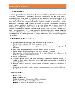 HONGOS FITOPATOGENOS
2.1 GENERALIDADES
Se conocen aproximadamente 1000 especies de hongos unicelulares y pluricelulares pertenecientes
al phylum Chitridiomycota, reconocidos por poseer características que los hacen únicos y
sobresalientes en el Reino fungi, ya que poseen un talo cenocítico, Las paredes celulares de las
hifas están principalmente formadas de quitina y celulosa y producen zoosporas flageladas móviles
únicas para cada uno. En este grupo encontramos especies causantes de enfermedades, algunos
fitopatógenos importantes como Olpidium brassicae; Synchitrium endobioticum; Physoderma
maydis y algunos patógenos de animales; es pertinente aclarar que en algunos sistemas de
clasificación se incluyeron a estos hongos en el Reino Protistas. Los Chitridiomycotas son
altamente reconocidos como hongos acuáticos ya que la mayoría vive en el agua y algunos suelen
atacar a peces de agua dulce y en especial a los peces llamados ornamentales, aunque se dice que
la mayoría de los hongos que suelen afectar a estos peces son oportunistas, es decir, que carecen
de poder patógeno en sí mismo y depende del sistema inmunológico de los peces para hospedarlos
y ser afectados.
2.2 CARACTERÍSTICAS GENERALES
 Producen zoosporas y planogamentos con un flagelo liso y posterior.
 Talo cenocítico esferoidal, hifa simple alargada o micelio.
 Cigoto puede transformarse en una espora de resistencia o reposo, o un esporangio de
resistencia.
 Pared celular fundamentalmente de quitina, a veces también de celulosa.
 Hábitat acuático fundamentalmente o en el suelo, saprófitos o parásitos.
 Cierto parecido con Hyphochytridiomycetes, de los que se diferencia por la disposición de
los flagelos y forma de liberar las zoosporas.
 Pueden ser unicelulares.
 Se pueden formar rizoides que sirven para fijarse al sustrato o absorber alimento, los
rizoides no tienen núcleos, filamentos cortos, puede aparecer un septo que los separa de las
partes esporógenas.
 Se puede formar un rizomicelio, extenso sistema de filamentos ramificados de ordinario sin
núcleos.
 En los más evolucionados pueden aparecer pseudoseptos cuya composición es diferente a
la de la pared.
2.3 TAXONOMIA
Reino: Fungi
Clase: Chitriomycota
Orden: Chitridiales; Blastocladiales; Monoblepharidales
Genero: Olpidium; Synchitrium; Physoderma
Especie: O. brassicae; S. endobioticum; P. maydis
 