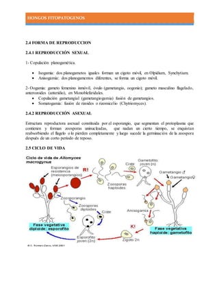 HONGOS FITOPATOGENOS
2.4 FORMA DE REPRODUCCION
2.4.1 REPRODUCCIÓN SEXUAL
1- Copulación planogamética.
 Isogamia: dos planogametos iguales forman un cigoto móvil, en Olpidium, Synchytium.
 Anisogamia: dos planogamentos diferentes, se forma un cigoto móvil.
2- Oogamia: gameto femenino inmóvil, óvulo (gametangio, oogonio); gameto masculino flagelado,
anterozoides (anteridio), en Monoblefaridales.
 Copulación gametangial (gametangiogamia) fusión de gametangios.
 Somatogamia: fusión de rizoides o rizomicelio (Chytriomyces).
2.4.2 REPRODUCCIÓN ASEXUAL
Estructura reproductora asexual constituida por el esporangio, que segmentan el protoplasma que
contienen y forman zoosporas uninucleadas, que nadan un cierto tiempo, se enquistan
reabsorbiendo el flagelo o lo pierden completamente y luego sucede la germinación de la zoospora
después de un corto período de reposo.
2.5 CICLO DE VIDA
 