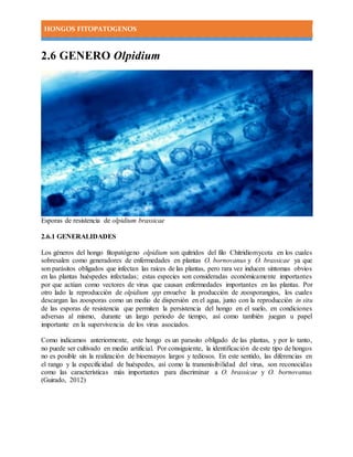 HONGOS FITOPATOGENOS
2.6 GENERO Olpidium
Esporas de resistencia de olpidium brassicae
2.6.1 GENERALIDADES
Los géneros del hongo fitopatógeno olpidium son quítridos del filo Chitridiomycota en los cuales
sobresalen como generadores de enfermedades en plantas O. bornovanus y O. brassicae ya que
son parásitos obligados que infectan las raíces de las plantas, pero rara vez inducen síntomas obvios
en las plantas huéspedes infectadas; estas especies son consideradas económicamente importantes
por que actúan como vectores de virus que causan enfermedades importantes en las plantas. Por
otro lado la reproducción de olpidium spp envuelve la producción de zoosporangios, los cuales
descargan las zoosporas como un medio de dispersión en el agua, junto con la reproducción in situ
de las esporas de resistencia que permiten la persistencia del hongo en el suelo, en condiciones
adversas al mismo, durante un largo periodo de tiempo, así como también juegan u papel
importante en la supervivencia de los virus asociados.
Como indicamos anteriormente, este hongo es un parasito obligado de las plantas, y por lo tanto,
no puede ser cultivado en medio artificial. Por consiguiente, la identificación de este tipo de hongos
no es posible sin la realización de bioensayos largos y tediosos. En este sentido, las diferencias en
el rango y la especificidad de huéspedes, así como la transmisibilidad del virus, son reconocidas
como las características más importantes para discriminar a O. brassicae y O. bornovanus.
(Guirado, 2012)
 