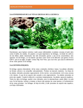 HONGOS FITOPATOGENOS
2.6.4 ENFERMEDAD DE LAS VENAS GRUESAS DE LA LECHUGA
Encontramos que el género olpidium suele causar enfermedades en plantas cercanas al suelo tales
como el melón, las sandias, los pepinos y en gran importancia las lechugas, en donde los cultivos
de esta última planta mencionada han sido devastados gracias a una de las características más
agresivas de este hongo, y es la relación que tiene como vector en la infección que genera el virus
LBVV, que en sus siglas en ingles Lettuce Big Vein Virus; que es un virus que causa la enfermedad
de las venas gruesas de la lechuga.
2.6.4 SINTOMATOLOGÍA
En lechuga aparece clareamiento de las venas y moteados cloróticos tenues. Las plantas afectadas
no forman cabezas o no arrepollan adecuadamente. Produce un marcado enanismo. Las hojas de
las plantas afectadas presentan engrosamiento de los nervios con aclaramiento de la zona cercana
a los mismos, lo que da un aspecto más acusado a este engrosamiento. Las plantas presentan un
porte más erguido. Cuando la infección se produce tempranamente, las plantas aparecen raquíticas.
Todos los tipos de lechuga pueden verse afectados, pero la sintomatología puede diferir en cada
caso. En las batavias, iceberg y romanas se hacen más patentes las venas gruesas y el aclaramiento
de las zonas próximas. Las lechugas de hoja de roble y Lollo presentan un aspecto más raquítico,
con hojas deformadas.
 