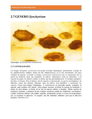 HONGOS FITOPATOGENOS
2.7 GENERO Synchytrium
Esporangios de Synchytrium endobioticum
2.7.1 GENERALIDADES
Los hongos del genero synchytrium son un tipo de hongo fitopatógeno perteneciente al grupo de
los quitridiomicetos hallados dentro del filo chitridiomycota en el cual encontramos una gran
variedad de especies, en donde se destaca synchytrium endobioticum que se caracterizan por su
patrón de virulencia hacia una variedades de cultivos subterráneos como los tubérculos, y en
especial las papas. En muchos estudios se afirma que hay aproximadamente 43 serotipos patógenos
descritos en Europa. Pero el número real de especies es desconocido ya que los investigadores de
diferentes países han utilizado diferentes tipos de cultivos para identificar y caracterizar las
especies. Como otros hongos Chytridiales, S. endobioticum no desarrolla micelio verdadero, la
mayoría suele producir rizo micelio. Estos hongos invernan en forma de esporas de resistencia o
dentro de otras plantas, en forma de un talo de aspecto esférico o irregular. Dichas esporas de
resistencia germinan y producen de una a muchas zoosporas cuando las condiciones son benignas,
y dichas zoosporas infectan a las células vegetales, produciendo un talo, o a veces un zoosporangio,
que ya ocasionan la infección. Se requiere una alta humedad ambiental para que la infección
prospere. (Anónimo, S.F)
 
