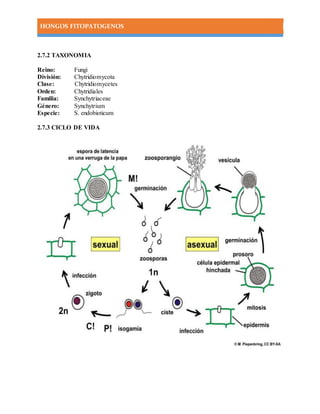 HONGOS FITOPATOGENOS
2.7.2 TAXONOMIA
Reino: Fungi
División: Chytridiomycota
Clase: Chytridiomycetes
Orden: Chytridiales
Familia: Synchytriaceae
Género: Synchytrium
Especie: S. endobioticum
2.7.3 CICLO DE VIDA
 
