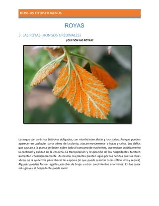 HONGOS FITOPATOGENOS
ROYAS
3. LAS ROYAS (HONGOS UREDINALES)
¿QUE SON LAS ROYAS?
Las royas son parásitos biótrofos obligados, con micelio intercelular y haustorios. Aunque pueden
aparecer en cualquier parte aérea de la planta, atacan mayormente a hojas y tallos. Los daños
que causan a la planta se deben sobre todo al consumo de nutrientes, que reduce drásticamente
la cantidad y calidad de la cosecha. La transpiración y respiración de los hospedantes también
aumentan considerablemente. Asimismo, las plantas pierden agua por las heridas que las royas
abren en la epidermis para liberar las esporas (lo que puede resultar catastrófico si hay sequía).
Algunas pueden formar agallas, escobas de bruja u otros crecimientos anormales. En los casos
más graves el hospedante puede morir.
 