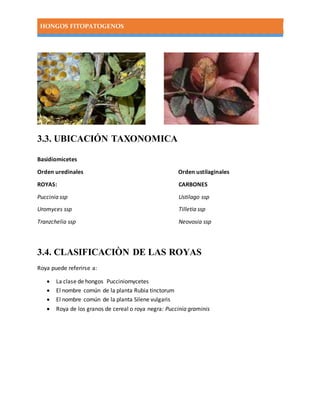 HONGOS FITOPATOGENOS
3.3. UBICACIÓN TAXONOMICA
Basidiomicetes
Orden uredinales Orden ustilaginales
ROYAS: CARBONES
Puccinia ssp Ustilago ssp
Uromyces ssp Tilletia ssp
Tranzchelia ssp Neovosia ssp
3.4. CLASIFICACIÒN DE LAS ROYAS
Roya puede referirse a:
 La clase de hongos Pucciniomycetes
 El nombre común de la planta Rubia tinctorum
 El nombre común de la planta Silene vulgaris
 Roya de los granos de cereal o roya negra: Puccinia graminis
 