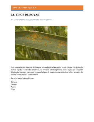HONGOS FITOPATOGENOS
3.5. TIPOS DE ROYAS
3.5.1. ROYA NEGRA DE LOS CEREALES. Puccina graminis.
Es la más peligrosa. Aparece después de la roya parda y la amarilla en los cultivos. Su desarrollo
es muy rápido, y se efectúa en verano. La infección aparece primero en las hojas, que se cubren
de pústulas pardas y alargadas, cerca de la lígula. El hongo, invade después el tallo y la espiga. Un
verano cálido provoca su desarrollo.
Sus principales huéspedes son:
Centeno
Cebada
Avena
Trigo
 