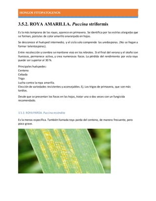 HONGOS FITOPATOGENOS
3.5.2. ROYA AMARILLA. Puccina striformis
Es la más temprana de las royas, aparece en primavera. Se identifica por las estrías alargadas que
se forman, pústulas de color amarillo anaranjado en hojas.
Se desconoce el huésped intermedio, y el ciclo solo comprende las uredosporas. (No se llegan a
formar telentosporas).
Entre recolección y siembra se mantiene vivo en los rebrotes. Si el final del verano y el otoño son
lluviosos, permanece activa, y crea numerosos focos. La pérdida del rendimiento por esta roya
puede ser superior al 30 %.
Principales huéspedes:
Centeno
Cebada
Trigo
Lucha contra la roya amarilla.
Elección de variedades resistentes y aconsejables. Ej. Los trigos de primavera, que son más
tardíos.
Desde que se presentan los focos en las hojas, tratar una o dos veces con un fungicida
recomendado.
3.5.3. ROYA PARDA. Puccina recóndita
Es la menos específica. También llamada roya parda del centeno, de manera frecuente, pero
poco grave.
 