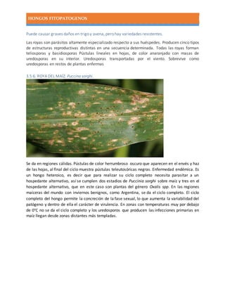 HONGOS FITOPATOGENOS
Puede causar graves daños en trigo y avena, pero hay variedades resistentes.
Las royas son parásitos altamente especializado respecto a sus huéspedes. Producen cinco tipos
de estructuras reproductivas distintas en una secuencia determinada. Todas las royas forman
teliosporas y basidiosporas Pústulas lineales en hojas, de color anaranjado con masas de
uredosporas en su interior. Uredosporas transportadas por el viento. Sobrevive como
uredosporas en restos de plantas enfermas
3.5.6. ROYA DEL MAÍZ. Puccina sorghi.
Se da en regiones cálidas.Pústulas de color herrumbroso oscuro que aparecen en el envés y haz
de las hojas, al final del ciclo muestra pústulas teleutosóricas negras. Enfermedad endémica. Es
un hongo heteroico, es decir que para realizar su ciclo completo necesita parasitar a un
hospedante alternativo, así se cumplen dos estadios de Puccinia sorghi sobre maíz y tres en el
hospedante alternativo, que en este caso son plantas del género Oxalis spp. En las regiones
maiceras del mundo con inviernos benignos, como Argentina, se da el ciclo completo. El ciclo
completo del hongo permite la concreción de la fase sexual, lo que aumenta la variabilidad del
patógeno y dentro de ella el carácter de virulencia. En zonas con temperaturas muy por debajo
de 0°C no se da el ciclo completo y los uredosporos que producen las infecciones primarias en
maíz llegan desde zonas distantes más templadas.
 