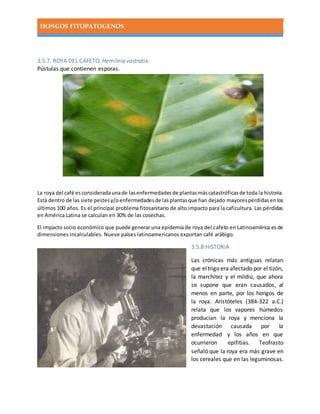 HONGOS FITOPATOGENOS
3.5.7. ROYA DEL CAFETO. Hemileia vastratix.
Pústulas que contienen esporas.
La roya del café esconsideradaunade lasenfermedadesde plantasmáscatastróficasde toda la historia.
Está dentro de las siete pestesy/oenfermedadesde lasplantasque han dejado mayorespérdidasenlos
últimos 100 años. Es el principal problema fitosanitario de alto impacto para la caficultura. Las pérdidas
en América Latina se calculan en 30% de las cosechas.
El impacto socio económico que puede generar una epidemia de roya del cafeto en Latinoamérica es de
dimensiones incalculables. Nueve países latinoamericanos exportan café arábigo.
3.5.8 HISTORIA
Las crónicas más antiguas relatan
que eltrigo era afectado por el tizón,
la marchitez y el mildiú, que ahora
se supone que eran causados, al
menos en parte, por los hongos de
la roya. Aristóteles (384-322 a.C.)
relata que los vapores húmedos
producían la roya y menciona la
devastación causada por la
enfermedad y los años en que
ocurrieron epifitias. Teofrasto
señaló que la roya era más grave en
los cereales que en las leguminosas.
 