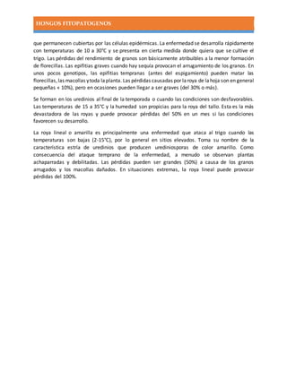 HONGOS FITOPATOGENOS
que permanecen cubiertas por las células epidérmicas. La enfermedad se desarrolla rápidamente
con temperaturas de 10 a 30°C y se presenta en cierta medida donde quiera que se cultive el
trigo. Las pérdidas del rendimiento de granos son básicamente atribuibles a la menor formación
de florecillas. Las epifitias graves cuando hay sequía provocan el arrugamiento de los granos. En
unos pocos genotipos, las epifitias tempranas (antes del espigamíento) pueden matar las
florecillas,las macollas ytoda laplanta. Las pérdidas causadas por laroya de lahoja son en general
pequeñas « 10%), pero en ocasiones pueden llegar a ser graves (del 30% o más).
Se forman en los uredinios al final de la temporada o cuando las condiciones son desfavorables.
Las temperaturas de 15 a 35°C y la humedad son propicias para la roya del tallo. Esta es la más
devastadora de las royas y puede provocar pérdidas del 50% en un mes si las condiciones
favorecen su desarrollo.
La roya lineal o amarilla es principalmente una enfermedad que ataca al trigo cuando las
temperaturas son bajas (2-15°C), por lo general en sitios elevados. Toma su nombre de la
característica estría de uredinios que producen urediniosporas de color amarillo. Como
consecuencia del ataque temprano de la enfermedad, a menudo se observan plantas
achaparradas y debilitadas. Las pérdidas pueden ser grandes (50%) a causa de los granos
arrugados y los macollas dañados. En situaciones extremas, la roya lineal puede provocar
pérdidas del 100%.
 