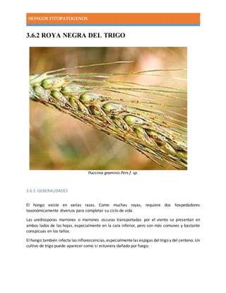 HONGOS FITOPATOGENOS
3.6.2 ROYA NEGRA DEL TRIGO
Puccinia graminis Pers f. sp.
3.6.3 .GENERALIDADES
El hongo existe en varias razas. Como muchas royas, requiere dos hospedadores
taxonómicamente diversos para completar su ciclo de vida.
Las urediosporas marrones o marrones oscuras transportadas por el viento se presentan en
ambos lados de las hojas, especialmente en la cara inferior, pero son más comunes y bastante
conspicuas en los tallos.
El hongo también infecta las inflorescencias,especialmentelas espigas del trigo y del centeno. Un
cultivo de trigo puede aparecer como si estuviera dañado por fuego.
 