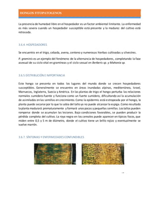 HONGOS FITOPATOGENOS
La presencia de humedad libre en el hospedador es un factor ambiental limitante. La enfermedad
es más severa cuando un hospedador susceptible está presente y la madurez del cultivo está
retrasada.
3.6.4. HOSPEDADORES
Se encuentra en el trigo, cebada, avena, centeno y numerosas hierbas cultivadas y silvestres.
P. graminis es un ejemplo del fenómeno de la alternancia de hospedadores, completando la fase
asexual de su ciclo vital en gramíneas y el ciclo sexual en Berberis sp. y Mahonia sp.
3.6.5 DISTRIBUCIÓN E IMPORTANCIA
Este hongo se presenta en todos los lugares del mundo donde se crecen hospedadores
susceptibles. Generalmente se encuentra en áreas inundadas alpinas, mediterráneo, Israel,
Marruecos, Inglaterra, Suecia y América. En las plantas de trigo el hongo perturba las relaciones
normales sumidero-fuente y funciona como un fuerte sumidero, dificultando así la acumulación
de asimilados en las semillas en crecimiento. Como la epidermis está estropeada por el hongo, la
planta puede secarse por lo que la sabia del tallo ya no puede alcanzar la espiga. Como resultado
laplanta madurará prematuramente y formará unas pocas y pequeñas semillas.Los tallos pueden
romperse donde se acumulan las lesiones. Bajo condiciones favorables, se pueden producir la
pérdida completa del cultivo. La roya negra en los cereales puede aparecer en típicos focos, que
miden entre 0,5 y 5 m de diámetro, donde el cultivo tiene un brillo rojizo y eventualmente se
vuelve marrón.
3.6.7. SÍNTOMAS Y ENFERMEDADES CONFUNDIBLES
 