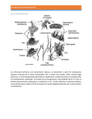 HONGOS FITOPATOGENOS
3.6.9. CICLO INFECTIVO
Las infecciones primarias son normalmente ligeras y se desarrollan a partir de urediosporas
(esporas asexuales de la roya) transportadas por el viento que pueden haber viajado largas
distancias. La enfermedad puede desarrollarse rápidamente cuando prevalecen la humedad libre
y las temperaturas moderadas. Si la media de las temperaturas está alrededor de 20 °C o más, la
primera generación de urediosporas se producirá en 10 - 15 días. Mientras las plantas maduran,
masas de teliosporas negras (restos de esporas con pared delgadaproducidas por laroya) pueden
ser producidas.
 
