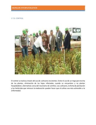 HONGOS FITOPATOGENOS
3.7.0. CONTROL
El control se realiza a través del uso de cultivares resistentes. Evitar el uso de un riego por encima
de las plantas, eliminación de las hojas infectadas cuando se encuentren y no plantar
hospedadores alternativos cerca del reservorio de semillas. Los cultivares, la fecha de plantación
y los herbicidas que retrasan la maduración pueden hacer que el cultivo sea más vulnerable a la
enfermedad.
 