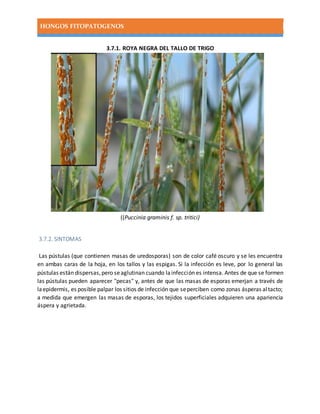 HONGOS FITOPATOGENOS
3.7.1. ROYA NEGRA DEL TALLO DE TRIGO
((Puccinia graminis f. sp. tritici)
3.7.2. SINTOMAS
Las pústulas (que contienen masas de uredosporas) son de color café oscuro y se les encuentra
en ambas caras de la hoja, en los tallos y las espigas. Si la infección es leve, por lo general las
pústulas están dispersas,pero seaglutinan cuando lainfección es intensa. Antes de que se formen
las pústulas pueden aparecer "pecas" y, antes de que las masas de esporas emerjan a través de
laepidermis, es posible palpar los sitios de infección que seperciben como zonas ásperas altacto;
a medida que emergen las masas de esporas, los tejidos superficiales adquieren una apariencia
áspera y agrietada.
 