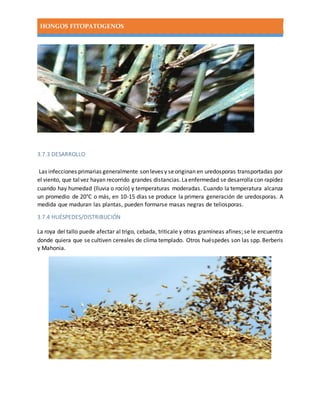 HONGOS FITOPATOGENOS
3.7.3 DESARROLLO
Las infecciones primarias generalmente son leves y seoriginan en uredosporas transportadas por
el viento, que talvez hayan recorrido grandes distancias.Laenfermedad se desarrolla con rapidez
cuando hay humedad (lluvia o rocío) y temperaturas moderadas. Cuando la temperatura alcanza
un promedio de 20°C o más, en 10-15 días se produce la primera generación de uredosporas. A
medida que maduran las plantas, pueden formarse masas negras de teliosporas.
3.7.4 HUÉSPEDES/DISTRIBUCIÓN
La roya del tallo puede afectar al trigo, cebada, triticale y otras gramíneas afines; se le encuentra
donde quiera que se cultiven cereales de clima templado. Otros huéspedes son las spp. Berberis
y Mahonia.
 