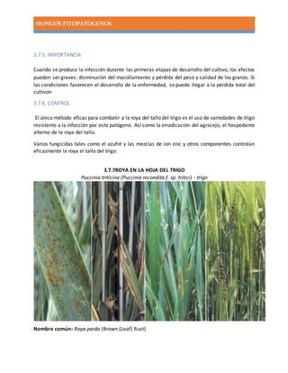 HONGOS FITOPATOGENOS
3.7.5. IMPORTANCIA
Cuando se produce la infección durante las primeras etapas de desarrollo del cultivo, los efectos
pueden ser graves: disminución del macollamiento y pérdida del peso y calidad de los granos. Si
las condiciones favorecen el desarrollo de la enfermedad, se puede llegar a la pérdida total del
cultivon
3.7.6. CONTROL
El único método eficaz para combatir a la roya del tallo del trigo es el uso de variedades de trigo
resistente a la infección por este patógeno. Así como la erradicación del agracejo, el hospedante
alterno de la roya del tallo.
Varios fungicidas tales como el azufré y las mezclas de ion zinc y otros componentes controlan
eficazmente la roya el tallo del trigo
3.7.7ROYA EN LA HOJA DEL TRIGO
Puccinia triticina (Puccinia recondita f. sp. tritici) - trigo
Nombre común: Roya parda (Brown (Leaf) Rust)
 