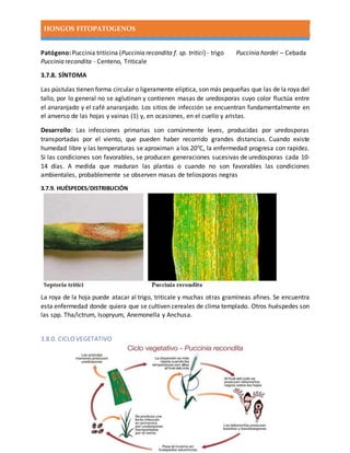 HONGOS FITOPATOGENOS
Patógeno: Puccinia triticina (Puccinia recondita f. sp. tritici) - trigo Puccinia hordei – Cebada
Puccinia recondita - Centeno, Triticale
3.7.8. SÍNTOMA
Las pústulas tienen forma circular o ligeramente elíptica, son más pequeñas que las de la roya del
tallo, por lo general no se aglutinan y contienen masas de uredosporas cuyo color fluctúa entre
el anaranjado y el café anaranjado. Los sitios de infección se encuentran fundamentalmente en
el anverso de las hojas y vainas (1) y, en ocasiones, en el cuello y aristas.
Desarrollo: Las infecciones primarias son comúnmente leves, producidas por uredosporas
transportadas por el viento, que pueden haber recorrido grandes distancias. Cuando existe
humedad libre y las temperaturas se aproximan a los 20°C, la enfermedad progresa con rapidez.
Si las condiciones son favorables, se producen generaciones sucesivas de uredosporas cada 10-
14 días. A medida que maduran las plantas o cuando no son favorables las condiciones
ambientales, probablemente se observen masas de teliosporas negras
3.7.9. HUÉSPEDES/DISTRIBUCIÓN
La roya de la hoja puede atacar al trigo, triticale y muchas otras gramíneas afines. Se encuentra
esta enfermedad donde quiera que se cultiven cereales de clima templado. Otros huéspedes son
las spp. Tha/ictrum, Isopryum, Anemonella y Anchusa.
3.8.0. CICLO VEGETATIVO
 