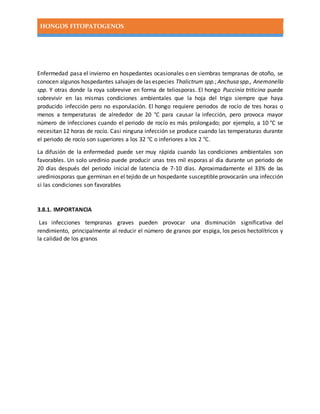 HONGOS FITOPATOGENOS
Enfermedad pasa el invierno en hospedantes ocasionales o en siembras tempranas de otoño, se
conocen algunos hospedantes salvajes de las especies Thalictrum spp.; Anchusa spp., Anemonella
spp. Y otras donde la roya sobrevive en forma de teliosporas. El hongo Puccinia triticina puede
sobrevivir en las mismas condiciones ambientales que la hoja del trigo siempre que haya
producido infección pero no esporulación. El hongo requiere periodos de rocío de tres horas o
menos a temperaturas de alrededor de 20 °C para causar la infección, pero provoca mayor
número de infecciones cuando el periodo de rocío es más prolongado; por ejemplo, a 10 °C se
necesitan 12 horas de rocío. Casi ninguna infección se produce cuando las temperaturas durante
el periodo de rocío son superiores a los 32 °C o inferiores a los 2 °C.
La difusión de la enfermedad puede ser muy rápida cuando las condiciones ambientales son
favorables. Un solo uredinio puede producir unas tres mil esporas al día durante un periodo de
20 días después del periodo inicial de latencia de 7-10 días. Aproximadamente el 33% de las
urediniosporas que germinan en el tejido de un hospedante susceptible provocarán una infección
si las condiciones son favorables
3.8.1. IMPORTANCIA
Las infecciones tempranas graves pueden provocar una disminución significativa del
rendimiento, principalmente al reducir el número de granos por espiga, los pesos hectolítricos y
la calidad de los granos
 