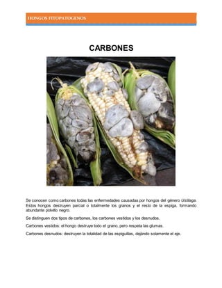 HONGOS FITOPATOGENOS
CARBONES
Se conocen como carbones todas las enfermedades causadas por hongos del género Ustilaga.
Estos hongos destruyen parcial o totalmente los granos y el resto de la espiga, formando
abundante polvillo negro.
Se distinguen dos tipos de carbones, los carbones vestidos y los desnudos.
Carbones vestidos: el hongo destruye todo el grano, pero respeta las glumas.
Carbones desnudos: destruyen la totalidad de las espiguillas, dejándo solamente el eje.
 
