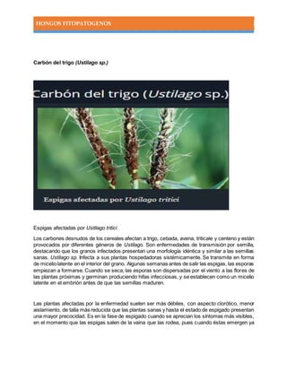 HONGOS FITOPATOGENOS
Carbón del trigo (Ustilago sp.)
Espigas afectadas por Ustilago tritici
Los carbones desnudos de los cereales afectan a trigo, cebada, avena, triticale y centeno y están
provocados por diferentes géneros de Ustilago. Son enfermedades de transmisión por semilla,
destacando que los granos infectados presentan una morfología idéntica y similar a las semillas
sanas. Ustilago sp. Infecta a sus plantas hospedadoras sistémicamente. Se transmite en forma
de miceliolatente en el interior del grano. Algunas semanas antes de salir las espigas, las esporas
empiezan a formarse. Cuando se seca, las esporas son dispersadas por el viento a las flores de
las plantas próximas y germinan produciendo hifas infecciosas, y se establecen como un micelio
latente en el embrión antes de que las semillas maduren.
Las plantas afectadas por la enfermedad suelen ser más débiles, con aspecto clorótico, menor
aislamiento, de talla más reducida que las plantas sanas y hasta el estado de espigado presentan
una mayor precocidad. Es en la fase de espigado cuando se aprecian los síntomas más visibles,
en el momento que las espigas salen de la vaina que las rodea, pues cuando éstas emergen ya
 