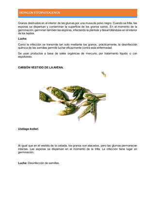 HONGOS FITOPATOGENOS
Granos destruidos en el interior de las glumas por una musa de polvo negro. Cuando se frilla, las
esporas se dispersan y contaminan la superficie de los granos sanos. En el momento de la
germinación, germinan también las esporas, infectando la plántula y desarrollándose en el interior
de los tejidos.
Lucha:
Como la infección se transmite tan solo mediante los granos, prácticamente, la desinfección
química de las semillas permite luchar eficazmente contra esta enfermedad.
Se usan productos a base de sales orgánicas de mercurio, por tratamiento líquido o con
espolvoreo.
CARBÓN VESTIDO DE LAAVENA.
Ustilago kolleri.
Al igual que en el vestido de la cebada, los granos son atacados, pero las glumas permanecen
intactas. Las esporas se dispersan en el momento de la trilla. La infección tiene lugar en
germinación.
Lucha: Desinfección de semillas.
 