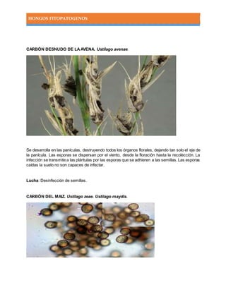 HONGOS FITOPATOGENOS
CARBÓN DESNUDO DE LAAVENA. Ustilago avenae.
Se desarrolla en las panículas, destruyendo todos los órganos florales, dejando tan solo el eje de
la panícula. Las esporas se dispersan por el viento, desde la floración hasta la recolección. La
infección se transmite a las plántulas por las esporas que se adhieren a las semillas. Las esporas
caídas la suelo no son capaces de infectar.
Lucha: Desinfección de semillas.
CARBÓN DEL MAIZ. Ustilago zeae. Ustilago maydis.
 